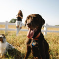 Unleash the Fun: Pet-Friendly Events in Fulton County, GA