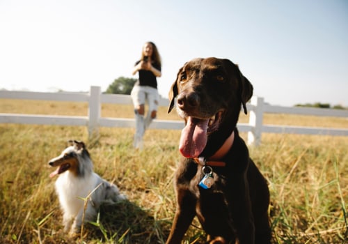 Unleash the Fun: Pet-Friendly Events in Fulton County, GA